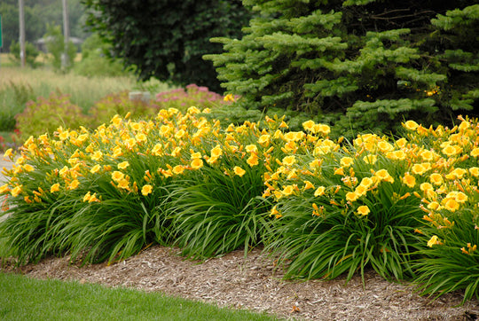 Hemerocallis - Stella D'Oro