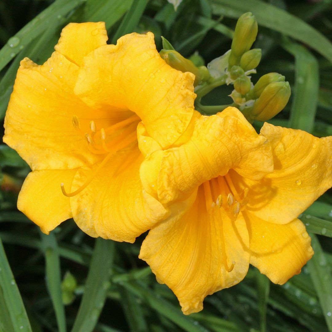 Hemerocallis - Stella D'Oro