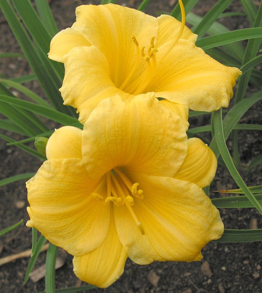 Hemerocallis - Stella D'Oro