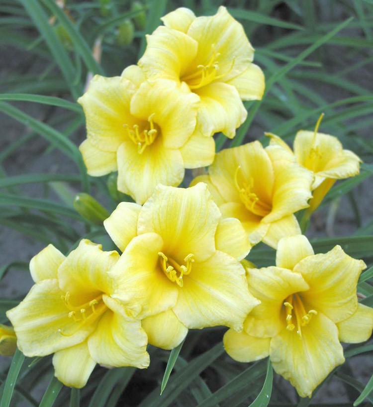 Hemerocallis - Stella D'Oro