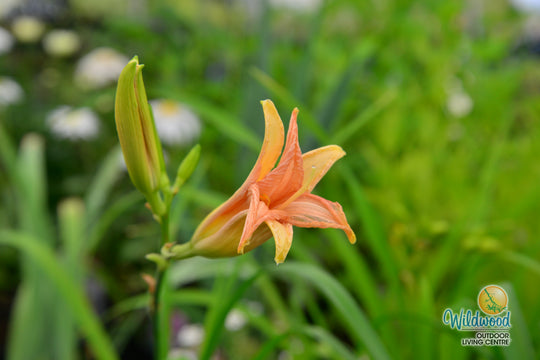 Daylily - Stella D'Oro, 1 Pack
