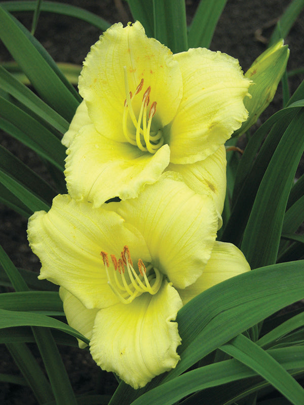 Daylily - Stella Supreme, 1 Pack