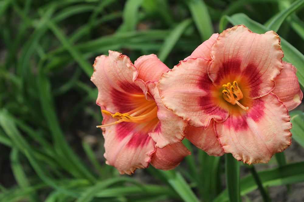 Daylily - Strawberry Candy, 1 Pack