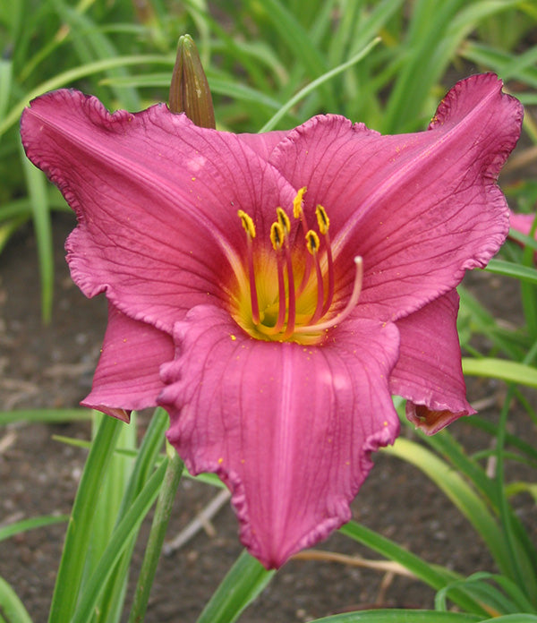 Daylily - Summer Wine, 1 Pack