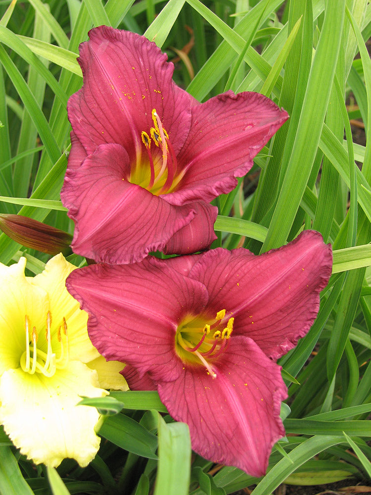 Daylily - Summer Wine, 1 Pack