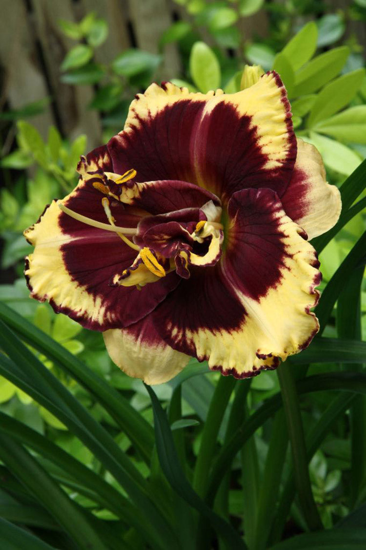 Daylily - Tiger Blood, 1 Pack