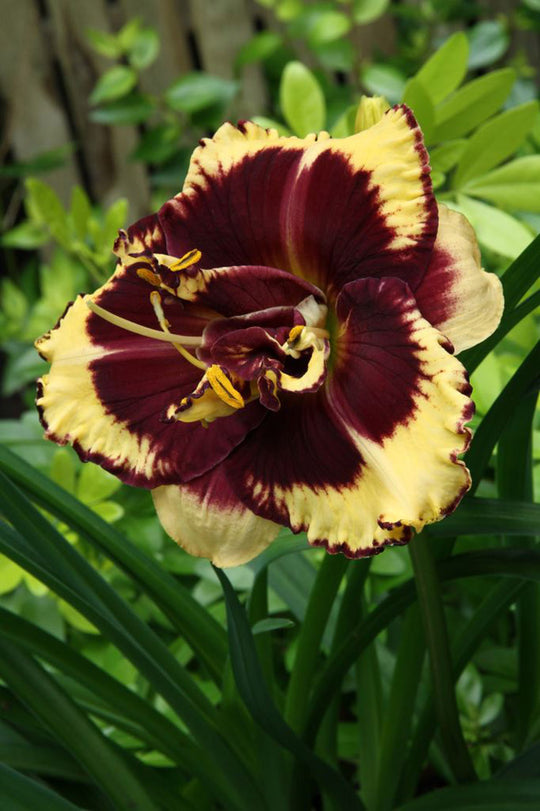 Daylily - Tiger Blood, 1 Pack