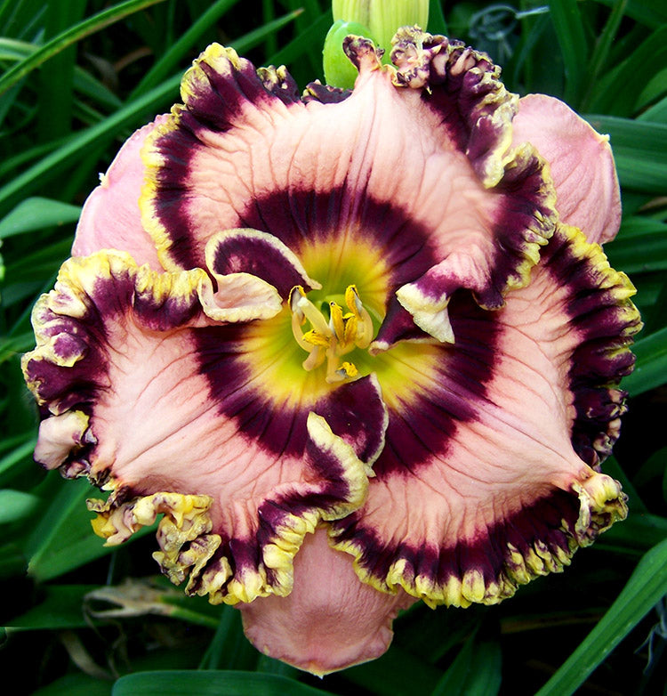 Daylily - Vegas Jackpot, 1 Pack