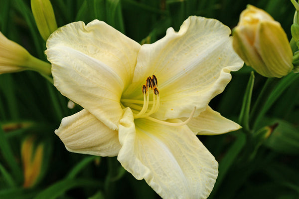 Daylily - White Temptation, 1 Pack