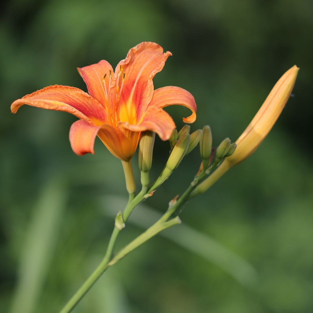 Hemerocallis fulva - Orange Daylily