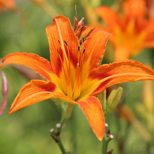 Hemerocallis fulva - Orange Daylily