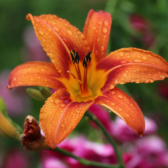 Hemerocallis fulva - Orange Daylily