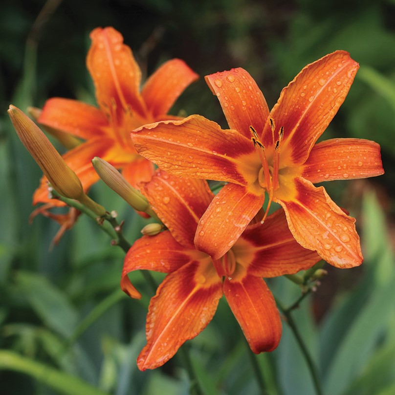 Hemerocallis fulva - Orange Daylily