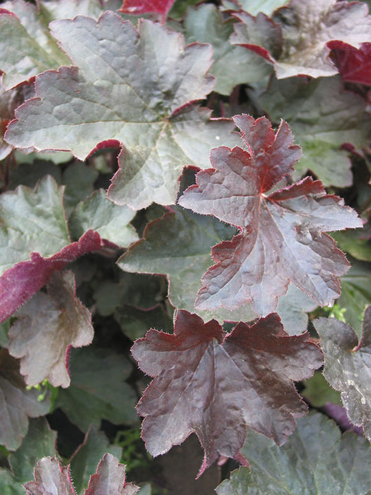 Heuchera - Palace Purple