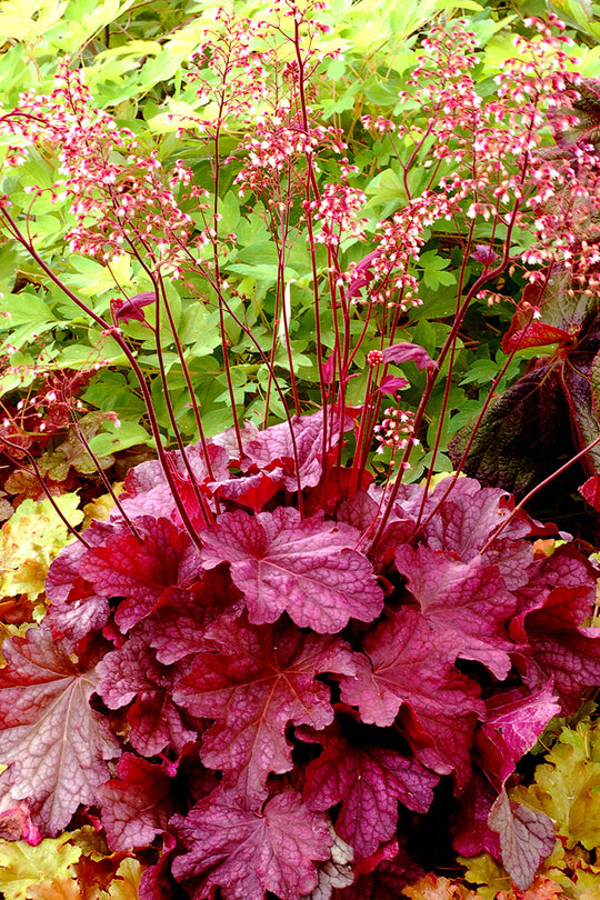 Heuchera - Berry Smoothie