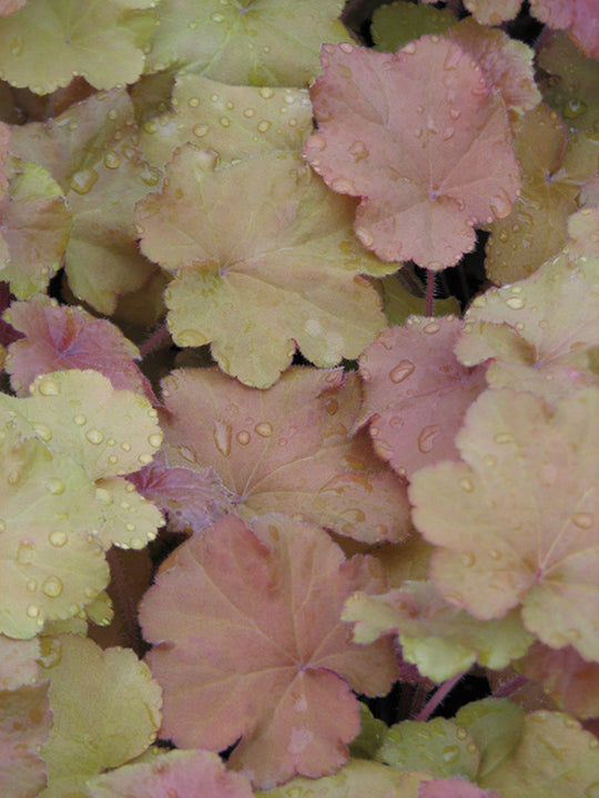 Heuchera - Caramel, 1 Pack
