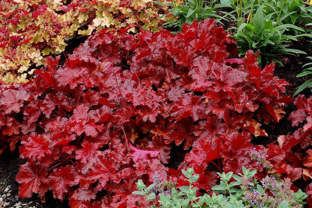 Heuchera - Forever Red, 1 Pack