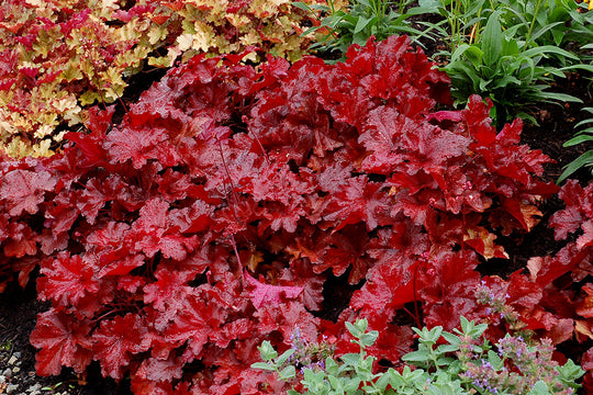 Heuchera - Forever Red, 1 Pack