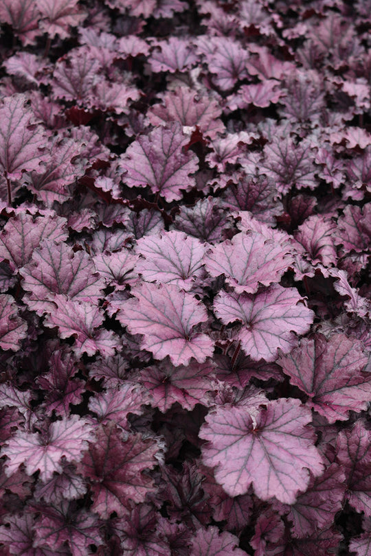 Heuchera - Forever Purple, 1 Pack