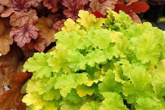 Heuchera - Lime Rickey, 1 Pack