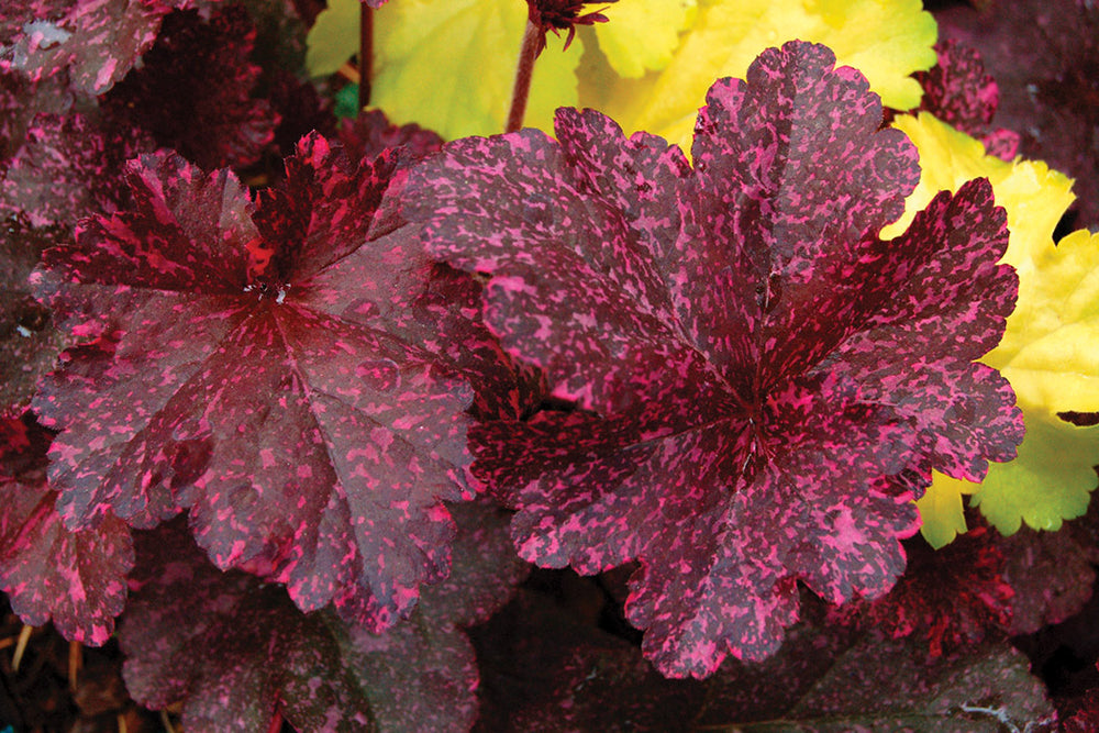 Heuchera - Midnight Rose, 1 Pack