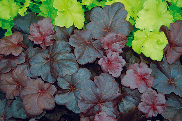 Heuchera - Obsidian, 1 Pack