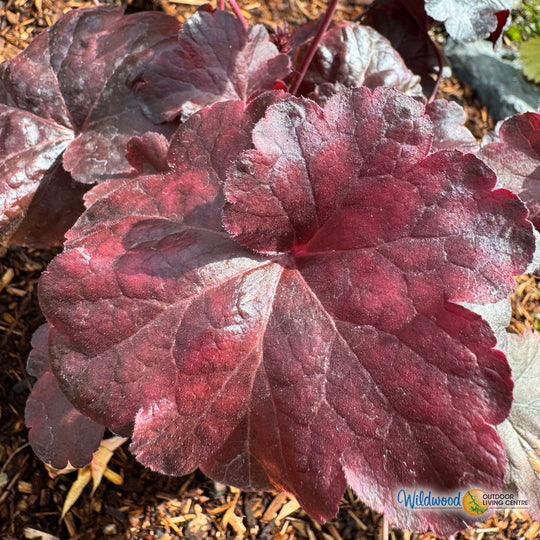 Heuchera - Palace Purple