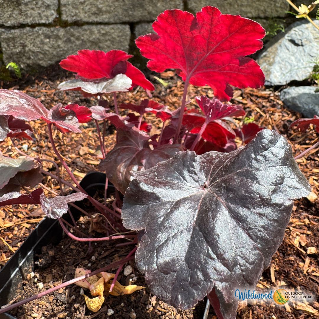 Heuchera - Palace Purple