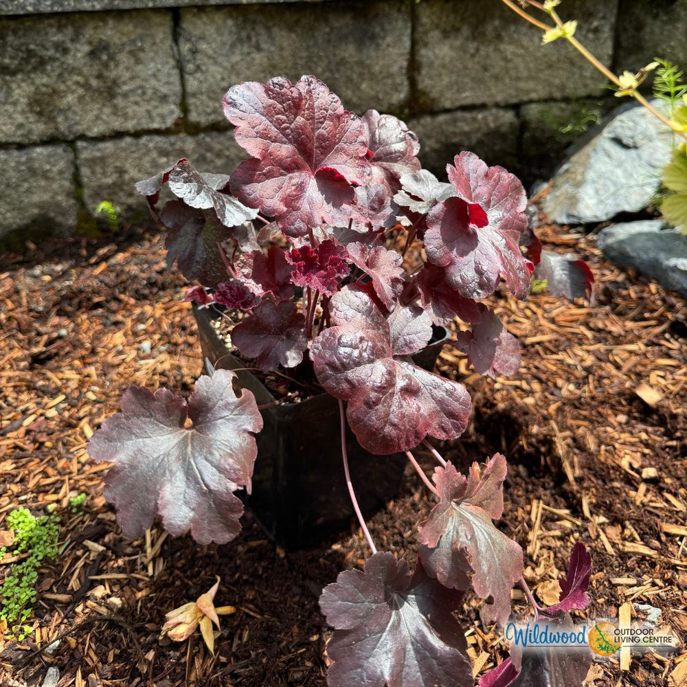 Heuchera - Palace Purple