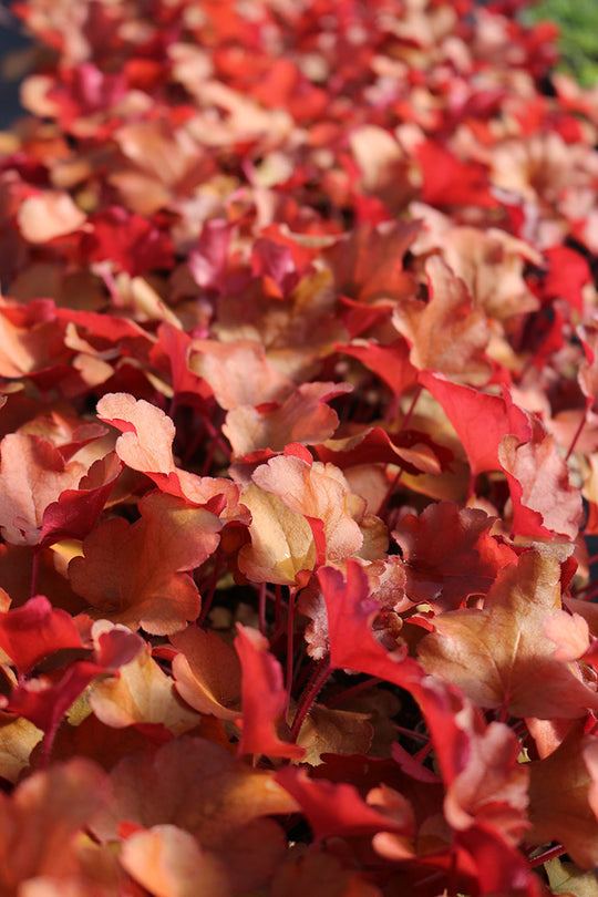 Heuchera - Peach Flambe, 1 Pack