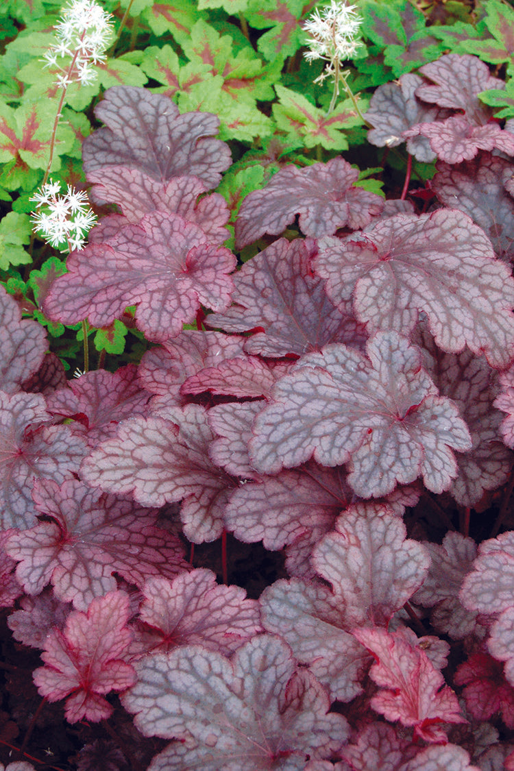 Heuchera - Plum Pudding, 1 Pack