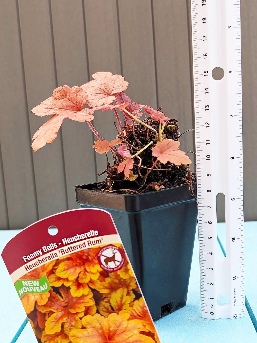 Heucherella_ButteredRum