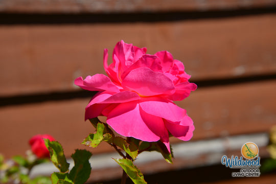 Highwire Flyer - Star Roses and Plants