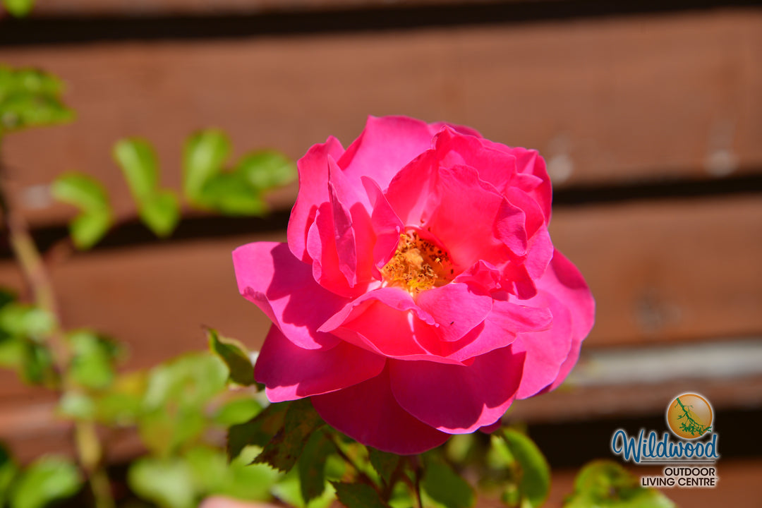 Highwire Flyer - Star Roses and Plants