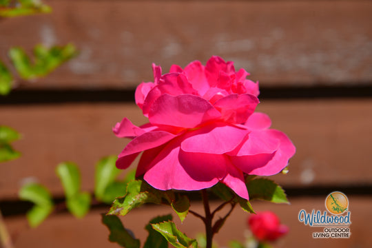 Highwire Flyer - Star Roses and Plants