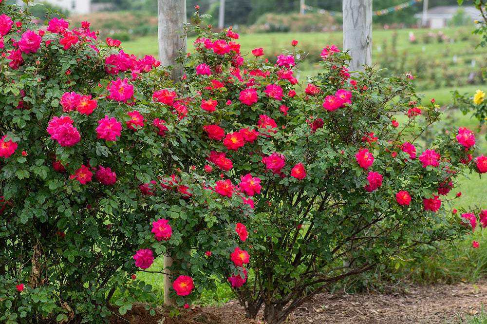 Highwire Flyer - Star Roses and Plants