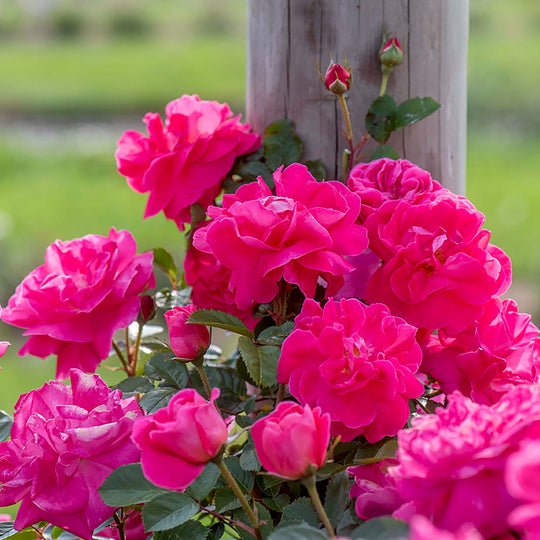 Highwire Flyer - Star Roses and Plants