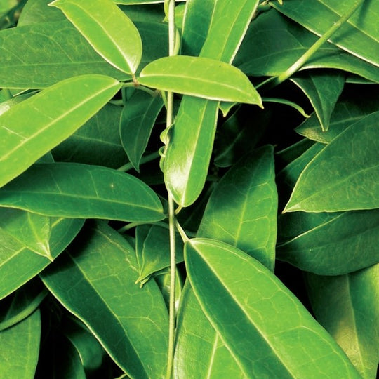 Holboellia coriacea (China Blue Vine)