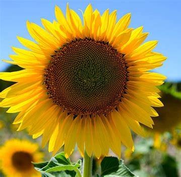 Sunflower Holiday - Pacific Northwest Seeds
