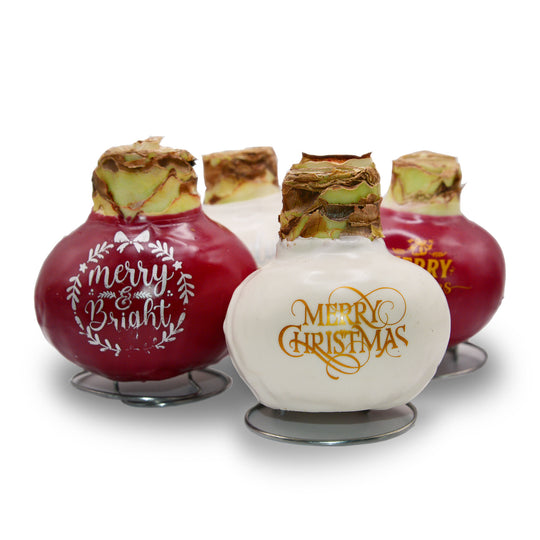 Waxed Amaryllis Holiday Message - Red Bloom