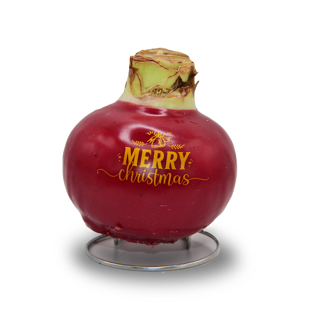 Waxed Amaryllis Holiday Message - Red Bloom