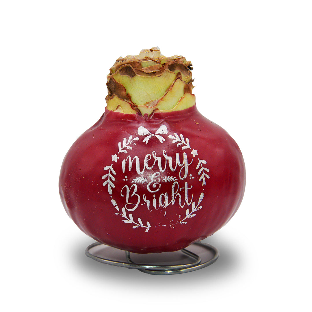 Waxed Amaryllis Holiday Message - Red Bloom