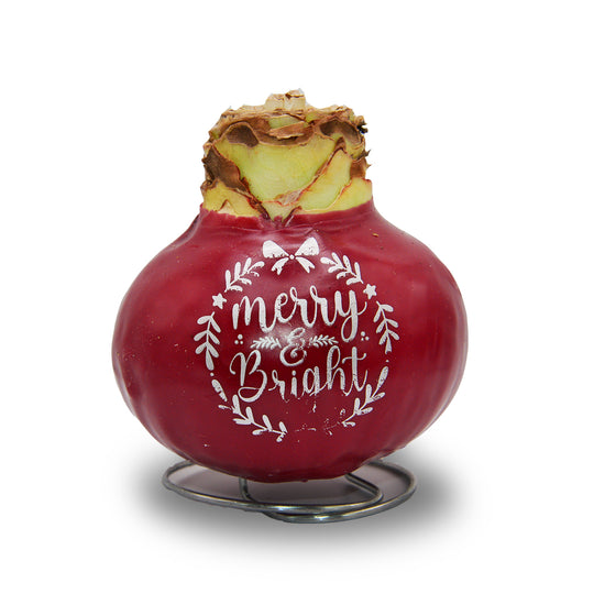 Waxed Amaryllis Holiday Message - Red Bloom