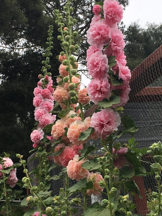 Hollyhock Apricot-Peach Parfait - Renee's Garden