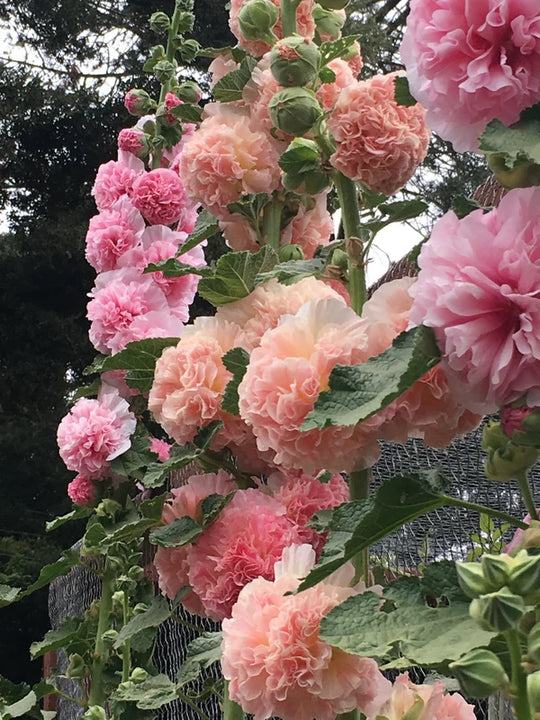 Hollyhock Apricot-Peach Parfait - Renee's Garden