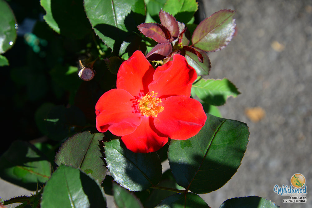 Home Run - Weeks Rose