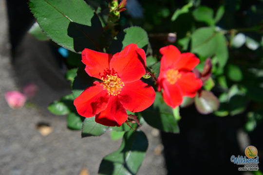 Home Run - Weeks Rose