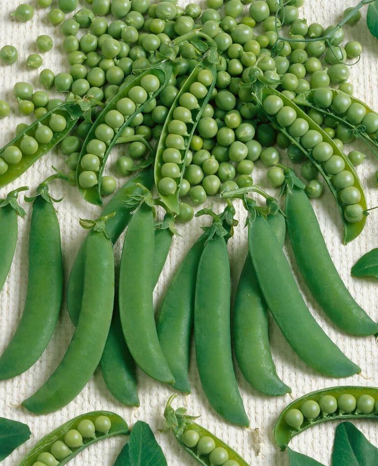 Peas Homesteader or Lincoln Jumbo - Ontario Seed Company