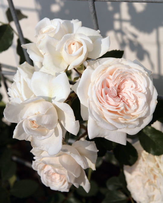 Arborose® Honeymoon™ - Kordes® Roses