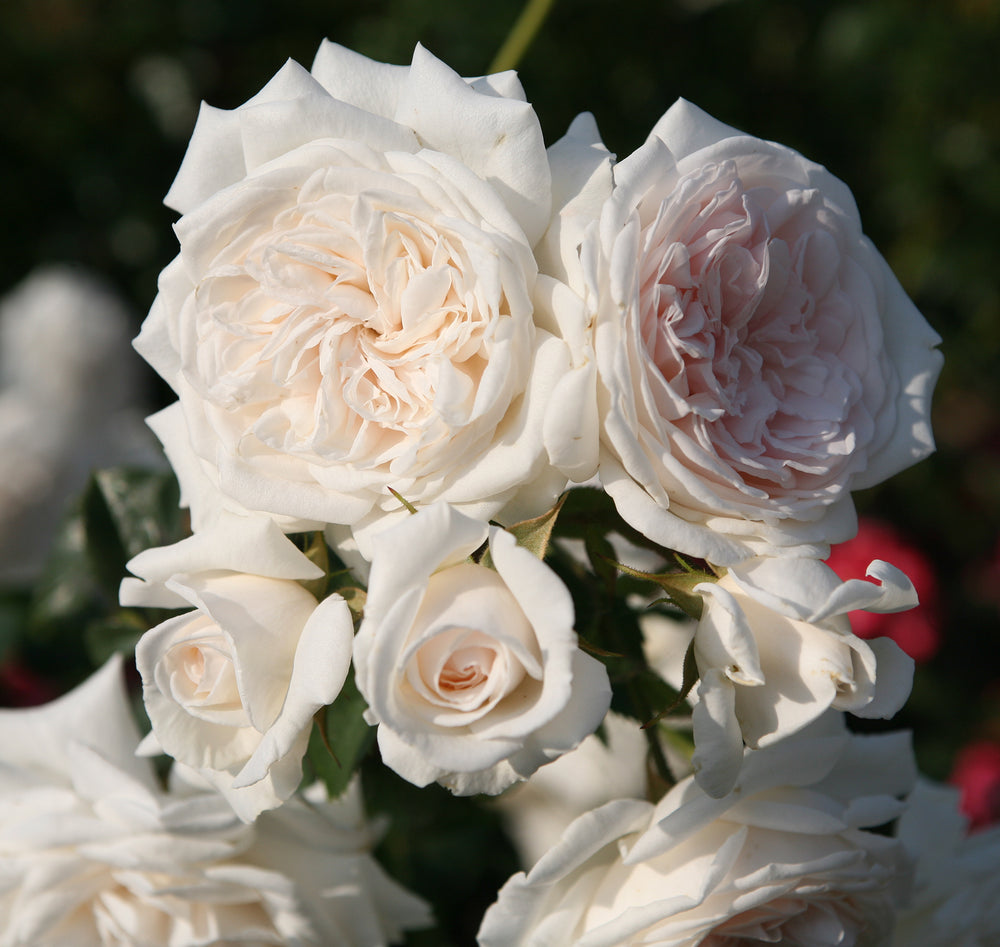 Arborose® Honeymoon™ - Kordes® Roses